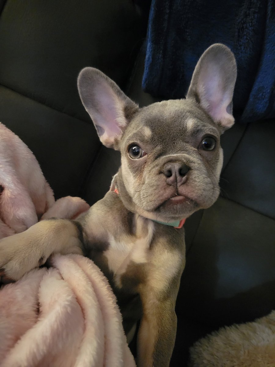 DDestiny17's tweet photo. #Lila #frenchielife https://t.co/w4XjUMXE3M