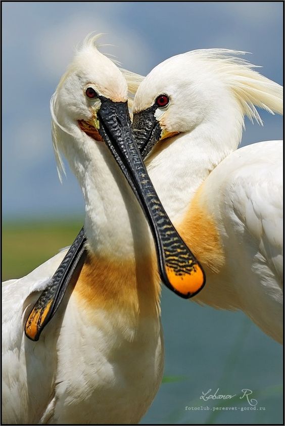 Eurasian or Common Spoonbill #wildlifephotography #birds #waterfowl #Common #Eurasianbirds #naturelovers #NatureBeauty   i748