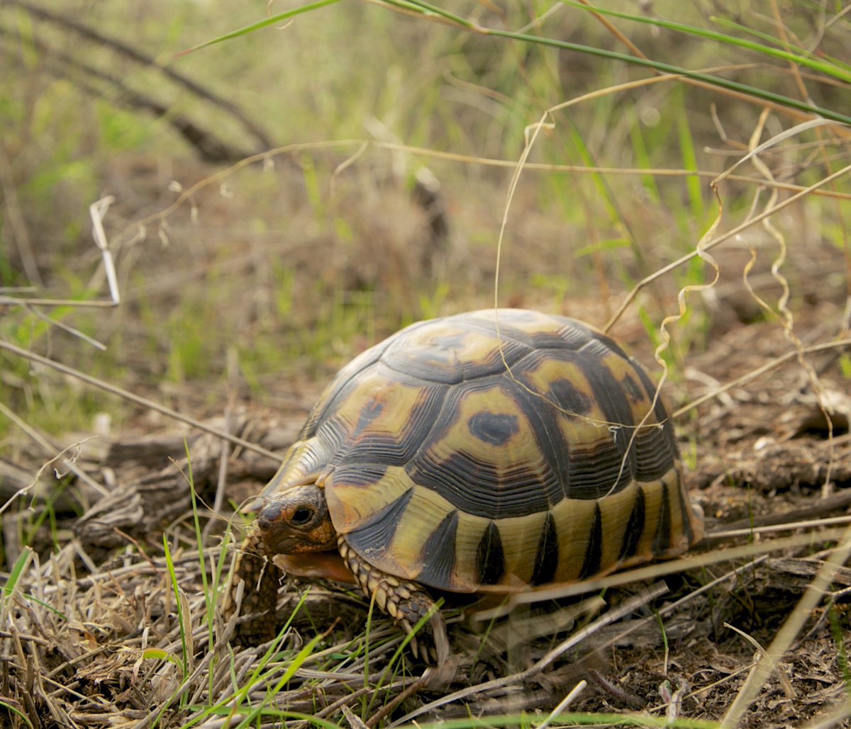 turtletweets's tweet photo. The sturdy & adorable Bowsprit Tortoise (Chersina angulata) is one of the 4 amazing species of tortoise that we protect on our Geometric Tortoise Preserve in South Africa from fires, agriculture, roads, and poaching! #turtleconservancy https://t.co/H0Qr024ZtO