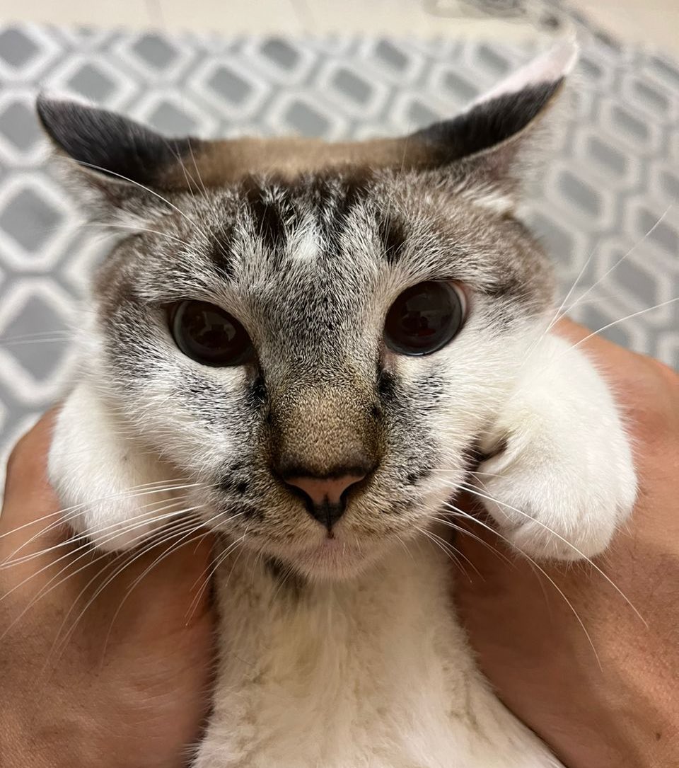 ZackAvaricious's tweet photo. Aku menangis tulis ni. I’m no longer can take a good care of them. Diorang satu2nya yg aku ada, aku sayang sgt. but i need new owner for them. Kena ambil empat ekor sekali, ada adoption fees. Jgn expect 2-3 ratus please 😭

Adoption fees: Over my dead body. https://t.co/v305GM06qy