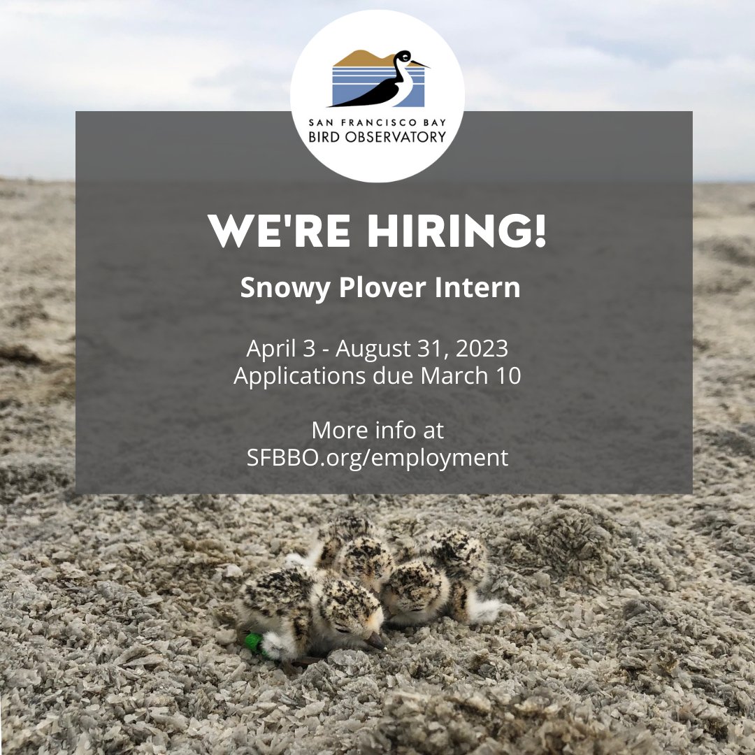 SFBBO's tweet photo. We're hiring a Snowy Plover intern to help survey plover nesting areas! This paid internship runs from April 3 through August 31 and will be based out of Milpitas, CA. Learn more about the position and how to apply: https://t.co/9F1cchezDv https://t.co/yvMB098sbY