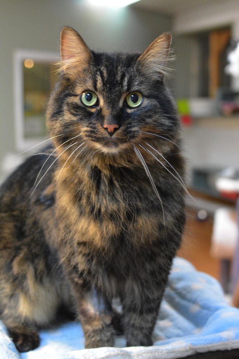 MtlARN's tweet photo. Deku is an absolutely stunning 2.5 y.o adoptable boy who was abandoned by his family due to time commitments.
He’s a real king of the house type guy, very attention seeking and full of personality!
Deku is a bit of a glutton and likes to play, and could live well with children. https://t.co/AEBB8O0TPh