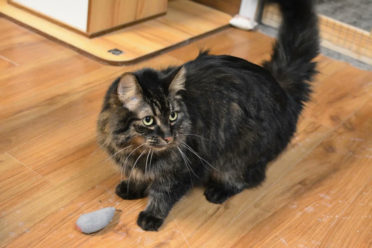 Deku is an absolutely stunning 2.5 y.o adoptable boy who was abandoned by his family due to time commitments.
He’s a real king of the house type guy, very attention seeking and full of personality!
Deku is a bit of a glutton and likes to play, and could live well with children.