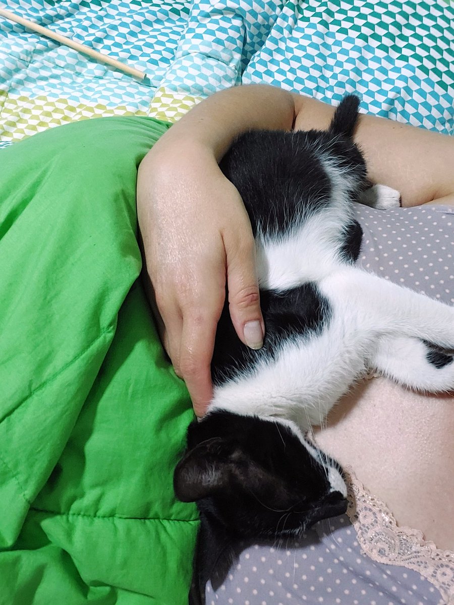 Ruecita's tweet photo. #BigotesBuscaHogar que lo ame tanto como él lo hará. Es un duuulcee 😻

Desparasitado interna y externa%, visitó veterinaria, 1,88kg de 3-4 meses, extra juguetón, tranquilo para viajar, ronronea + que una locomotora, regalón, #CrianzaIndoor #MeToyEncariñando 😿 #LaSerena #Ovalle https://t.co/9Qy6KIRjm5