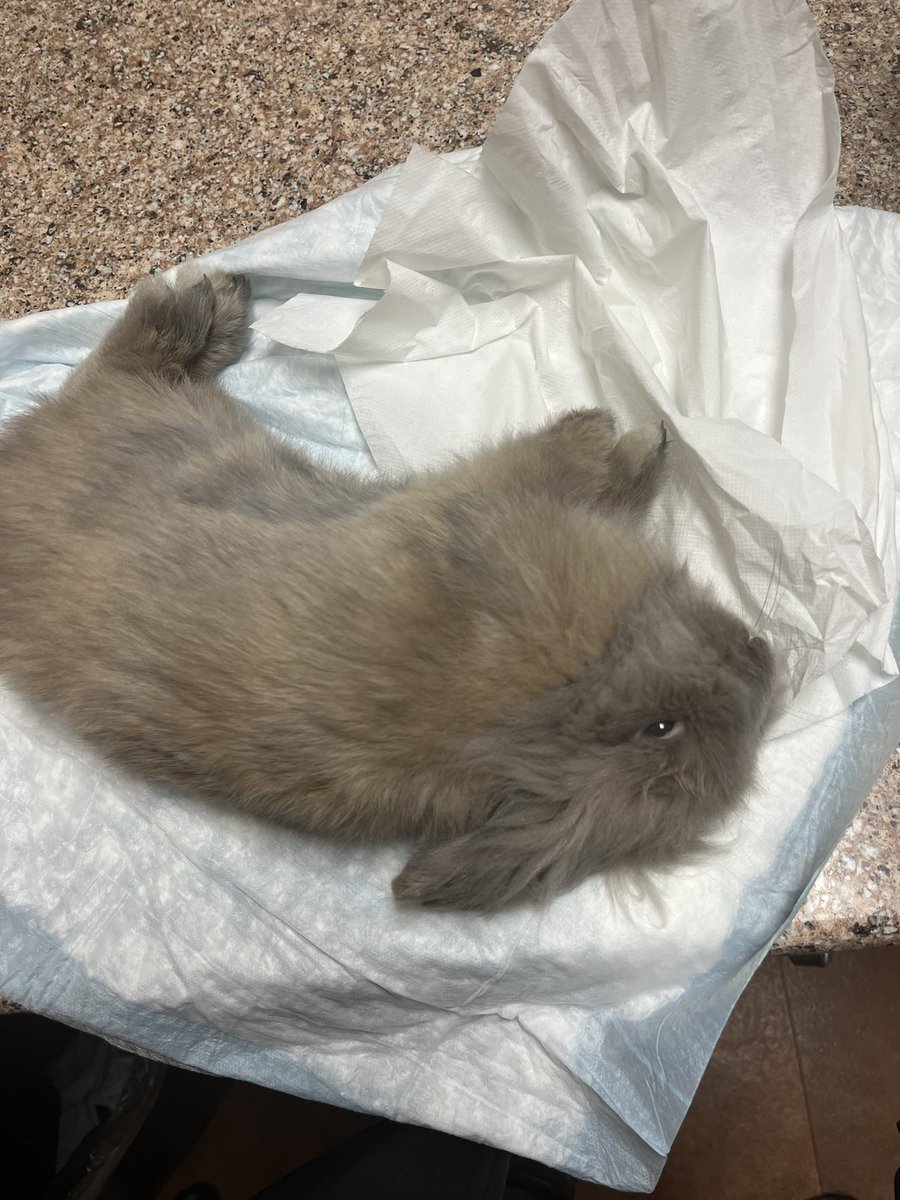 GothGoofy tweet media