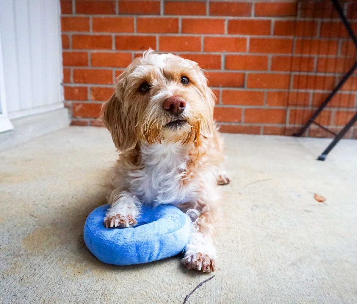 I donut about you, but I am ready to play! 🍩

📷 @thor.and.wheatley.onthetrail 

#doglife