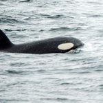 心温まる光景・・の裏には恐ろしい真実が隠されていた？子クジラを育てるシャチの思惑とは