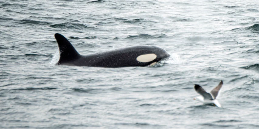 心温まる光景・・の裏には恐ろしい真実が隠されていた？子クジラを育てるシャチの思惑とは