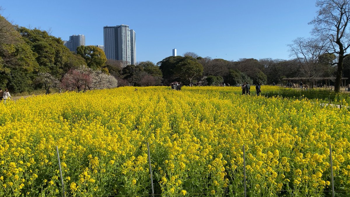 st_strunning's tweet photo. 浜離宮恩賜庭園へ散歩
都内のビル群の中に凄い広さの庭園。銀座から１５分。不思議な気持ちになりました。２月は目の前に広がる菜の花が絶景。良い所です。
#浜離宮恩賜庭園
#散歩
#東京散歩
#観光スポット https://t.co/pTYjJKQNAW