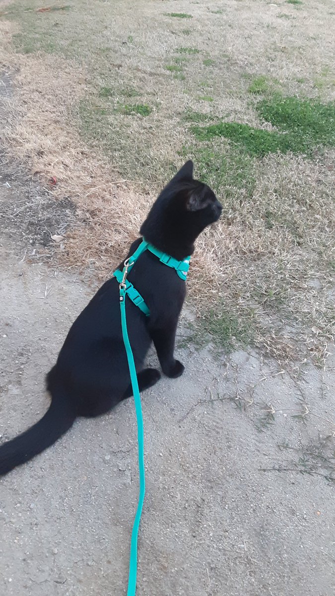 That1Hydra's tweet photo. When you take cat for walk, but all he do is sit #SnakeTheCat #Cat https://t.co/dBdrAdXFSu