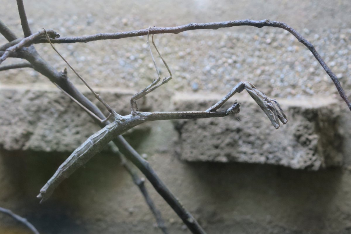 アフリカエダカマキリ（Neodanuria bolauana）の展示を始めました。本