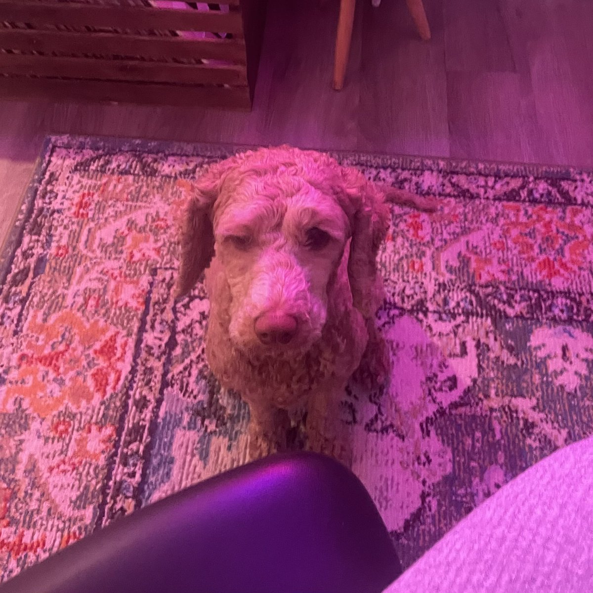such a curious dog who sits silently in this same position for minutes at a time while i’m streaming. i love her
