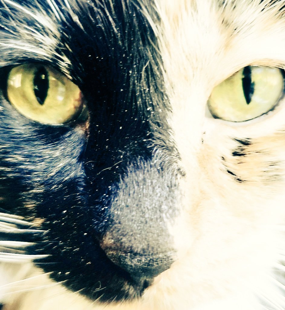 TheArtOfBeo's tweet photo. Ask anyone w children. There's no more censorship. 

Never before in the history of the world has positive and intelligent influence been needed. 

So please

Put on a cape.

#HeroesNeeded #Positivity #Education #Parenting #writerslife
#authorlife #CatsOfTwitter #CatsOnTwitter https://t.co/CvVFsq4l5z
