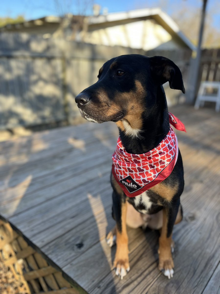 naje23's tweet photo. I’ve been fostering this adorable, energetic boy for a few months. If you’re near Austin, TX and interested in adopting Mac, take a look at his profile: https://t.co/PN2LZHX1dT https://t.co/br59O7bc1Q
