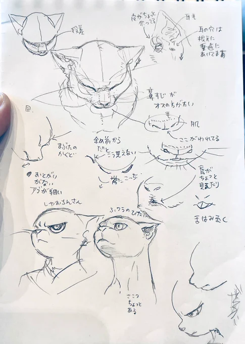 大理寺のしゃおちんさんの描き方研究(リアル猫とデフォルメの加減)
二期の方がマズルが高くて野生味が
#大理寺日誌 