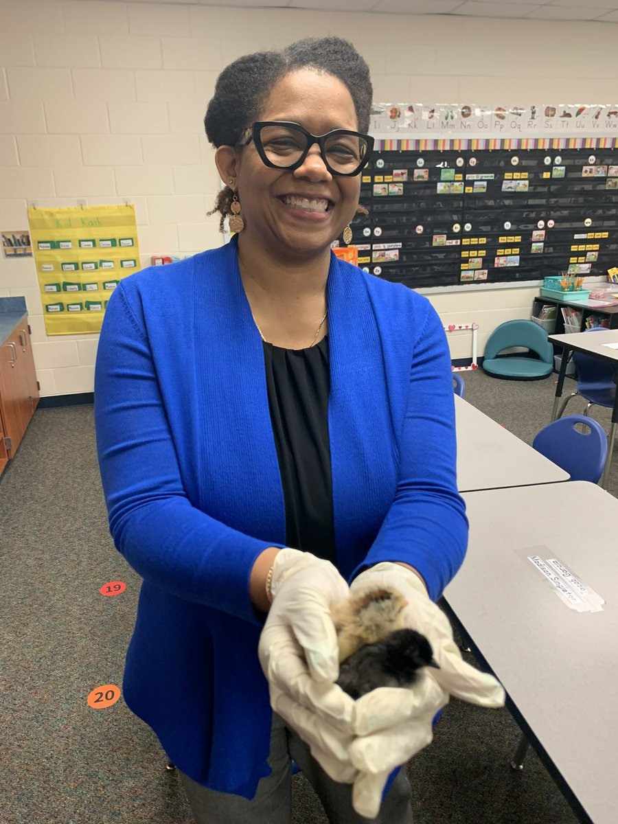 HoylandES's tweet image. Second graders are currently learning about life cycles 🔃 ! About 21 or so days ago, Ms. Baker brought chicken eggs and L👀K! Most of them hatched 🐣 this morning 🥹😊. So cool! Our staff & second graders love them 📚🚀. #MakingLearningFun #SecondGrade ♥️