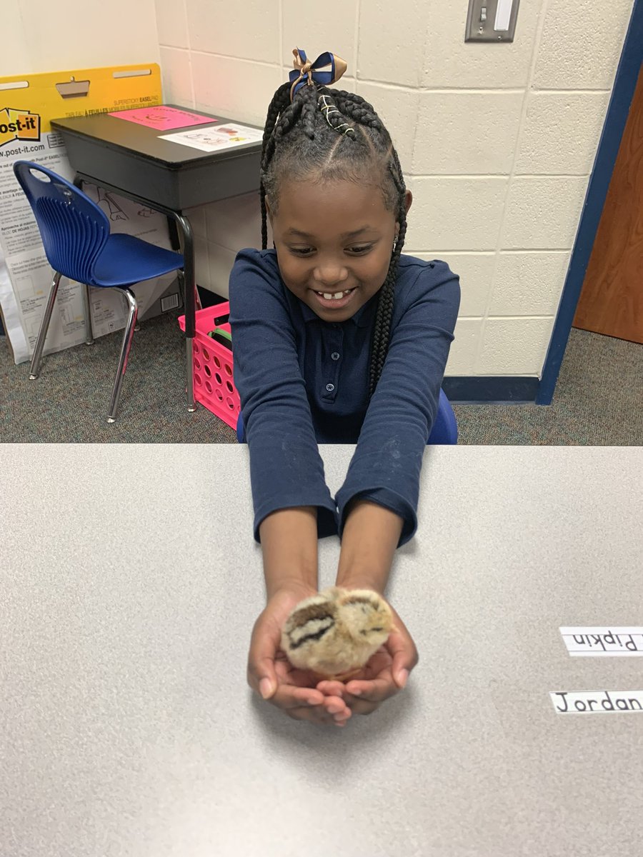HoylandES's tweet image. Second graders are currently learning about life cycles 🔃 ! About 21 or so days ago, Ms. Baker brought chicken eggs and L👀K! Most of them hatched 🐣 this morning 🥹😊. So cool! Our staff & second graders love them 📚🚀. #MakingLearningFun #SecondGrade ♥️