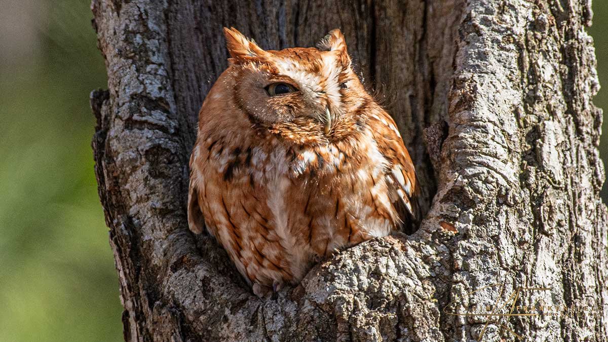 #screechowl #owl #birdsofprey #birdsofinstagram #birding #birdwatching #naturephotography #naturelovers