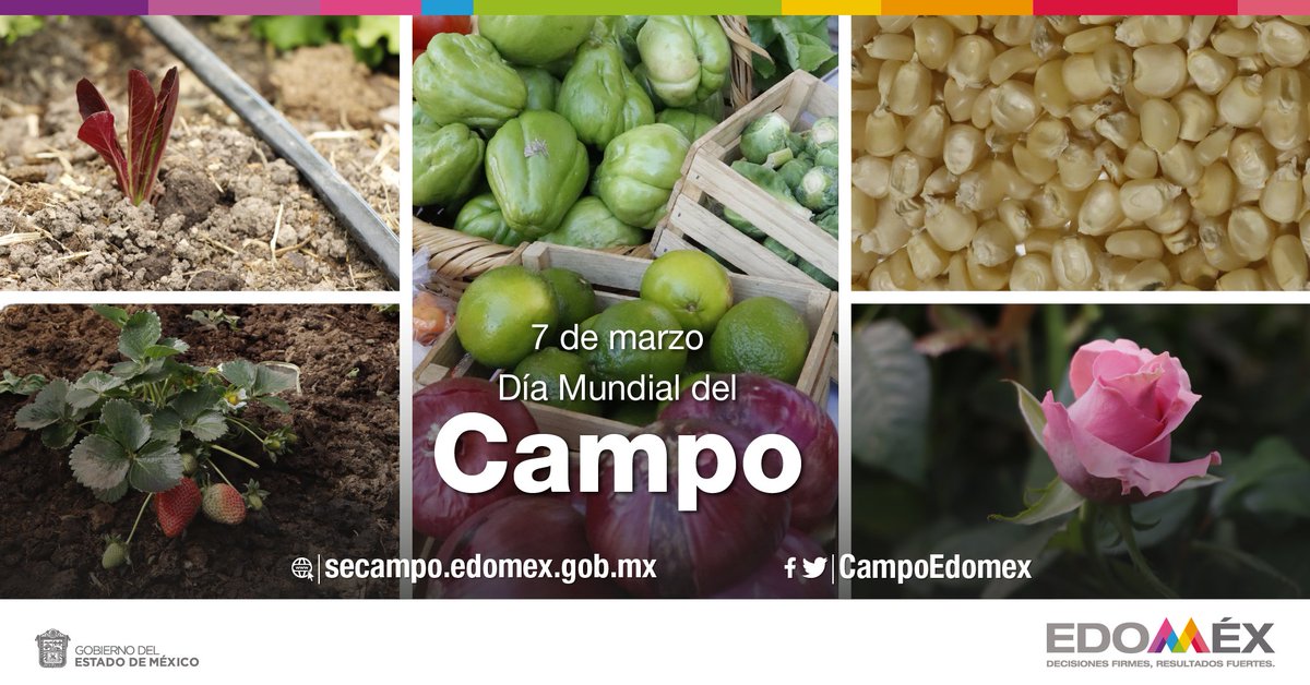 CampoEdomex's tweet photo. El #Edoméx tiene una superficie de 772 mil hectáreas dedicadas al campo, el cultivo de mayor importancia, es el #Maíz. La entidad ocupa el 3er lugar a nivel nacional en su producción, el municipio con mayor volumen de producción es #AlmoloyaDeJuárez. #DíaMundialDelCampo https://t.co/Su7RFmqvQS