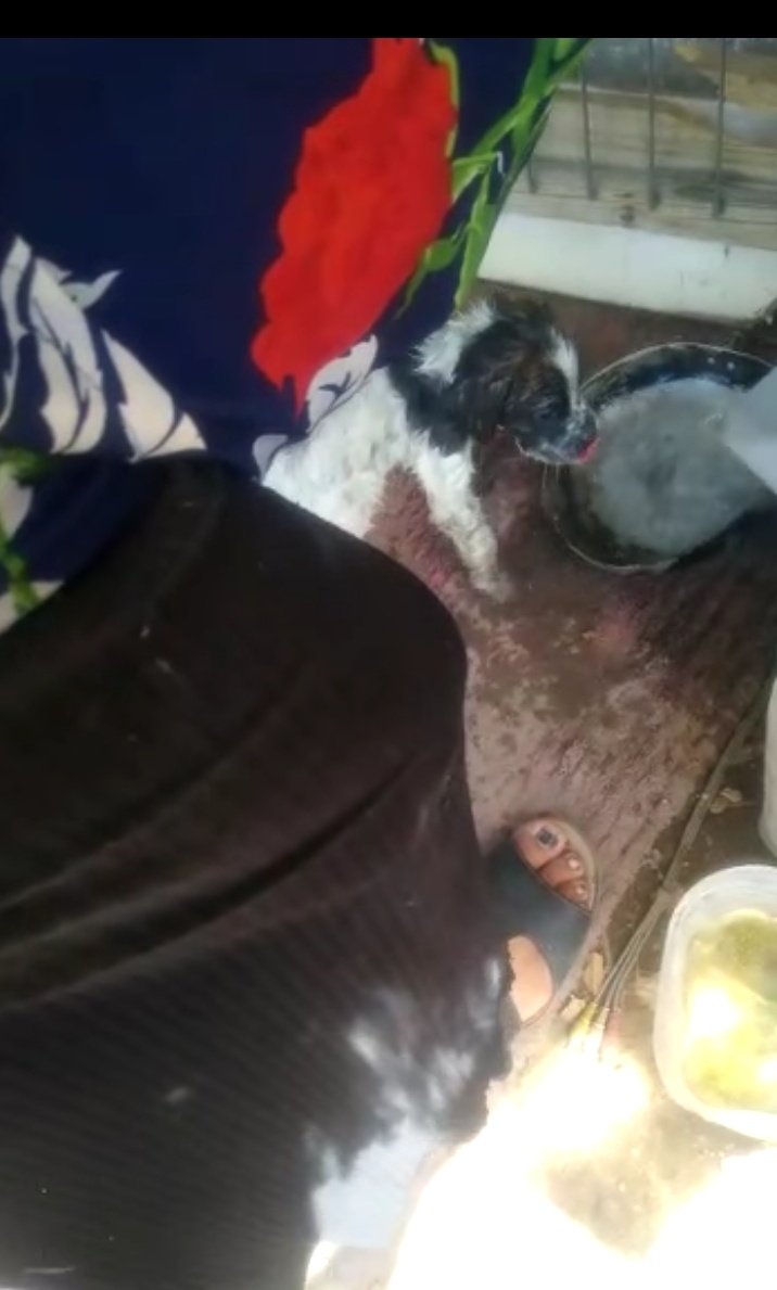 ver65's tweet photo. Este pequeño fue encontrado agonizando a todo sol en un basural en #Cerrillos solo es bebe 
Si alguien puede ayudar o seria maravilloso que le dieran un hogar 
La persona que lo encontró está colapsada con animalitos y se está cambiando a Cartagena
@urrutia_sonia 
@SOS_Animales https://t.co/KrAblG0Rma