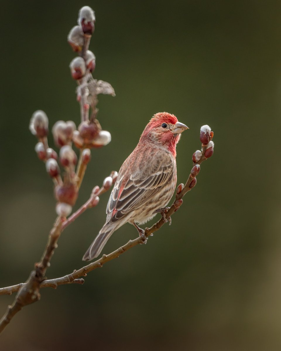 House Finch Photographed with a Canon 5D Mark IV and a Canon EF 100-400mm f/4.5-5.6L IS USM lens.

#birdwatching #teamcanon #spring #canonfavpic #housefinch #nature #wildlife #songbird #photography #birdphotography
