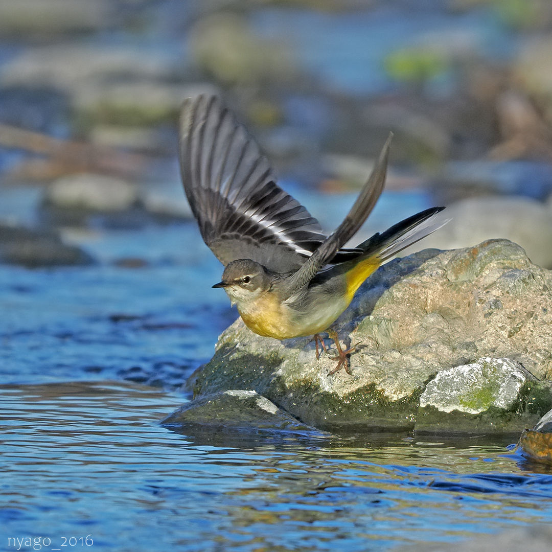 #キセキレイ #GreyWagtail #飛翔 #takeoff
#鳥 #セキレイ #Wagtail #野鳥 #bird #wildbird