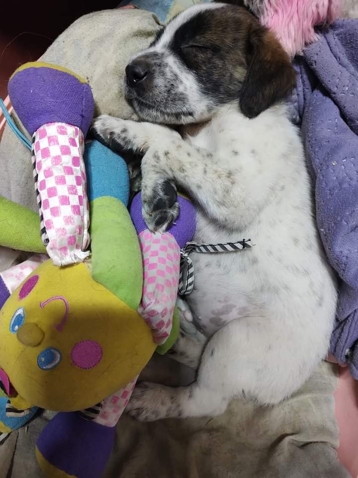 ver65's tweet photo. Por favor un hogar para este cachorrito q ya le ha tocado saborear lo peor del ser humano
@urrutia_sonia 
@SOS_Animales 
@Salvandopatit4s 
@f_chilemestizo 
@amoresperrosch https://t.co/4rjwFCZFx0