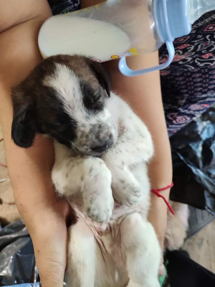ver65's tweet photo. Por favor un hogar para este cachorrito q ya le ha tocado saborear lo peor del ser humano
@urrutia_sonia 
@SOS_Animales 
@Salvandopatit4s 
@f_chilemestizo 
@amoresperrosch https://t.co/4rjwFCZFx0