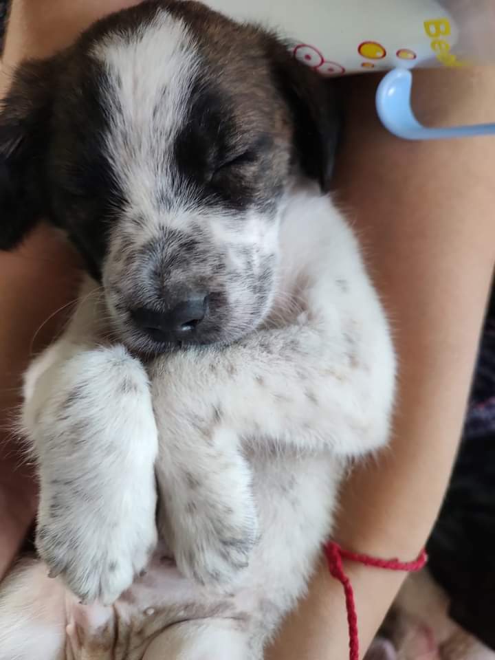 ver65's tweet photo. Por favor un hogar para este cachorrito q ya le ha tocado saborear lo peor del ser humano
@urrutia_sonia 
@SOS_Animales 
@Salvandopatit4s 
@f_chilemestizo 
@amoresperrosch https://t.co/4rjwFCZFx0