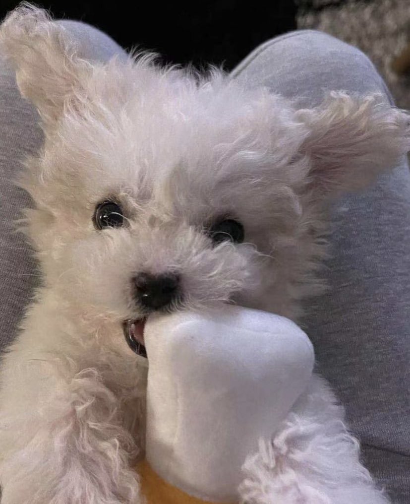 markhyuck two-shot social media au

where mark has to puppysit daegal for two weeks when chenle is away, and haechan is some random guy who was roped into helping mark to co-parent her.