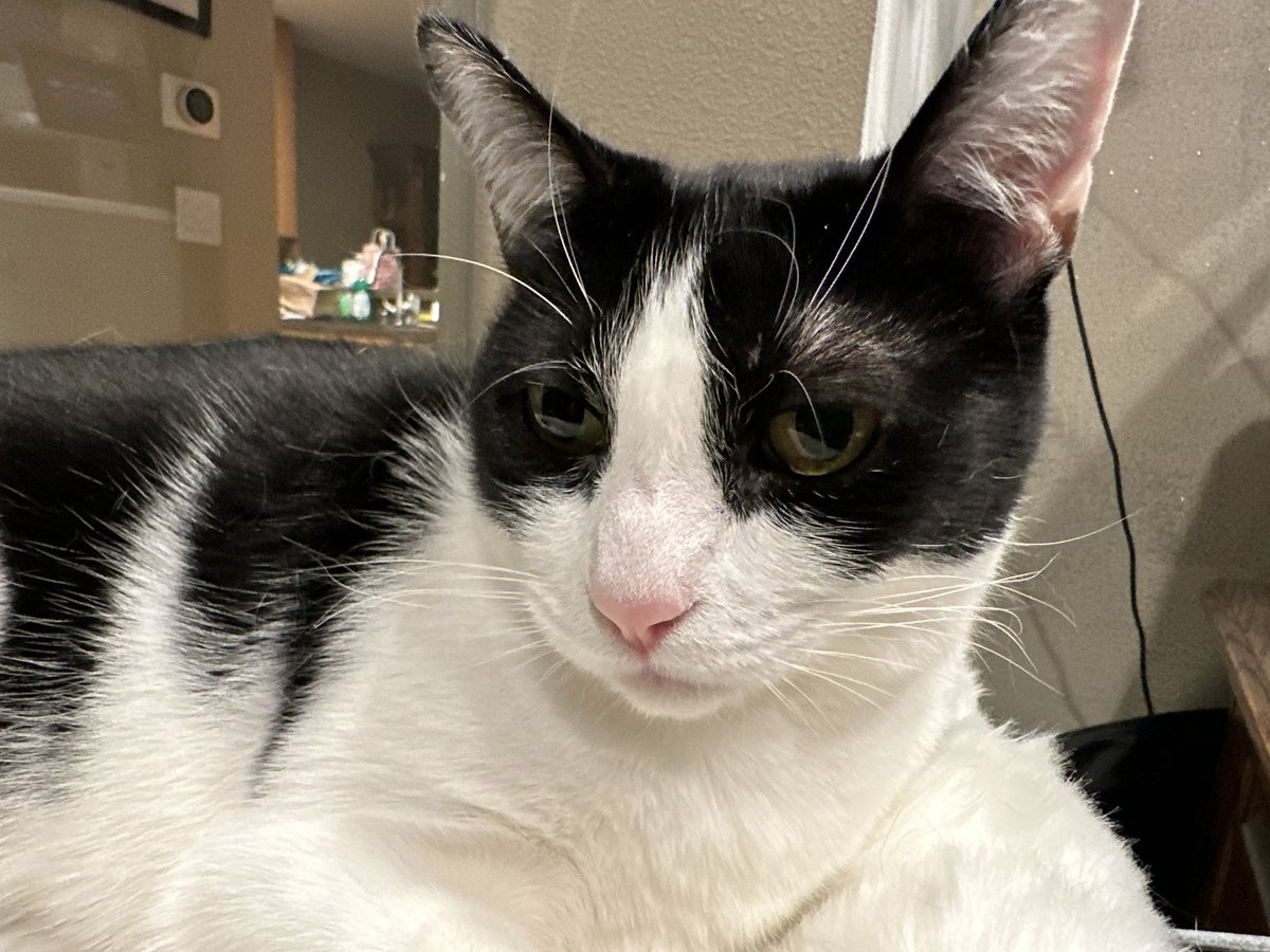 meepsandsqueeky's tweet photo. Just checkin’ in! #meeps #squeeky #cats #CatsOfTwitter https://t.co/8QX2pr0x7e