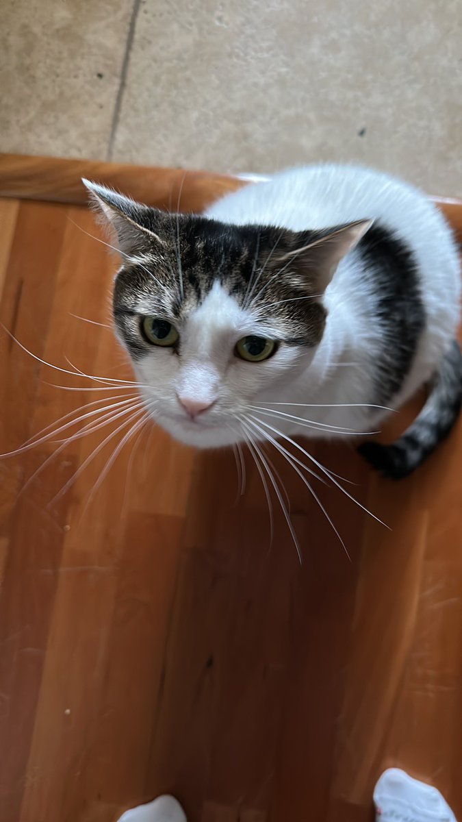 meepsandsqueeky's tweet photo. Just checkin’ in! #meeps #squeeky #cats #CatsOfTwitter https://t.co/8QX2pr0x7e