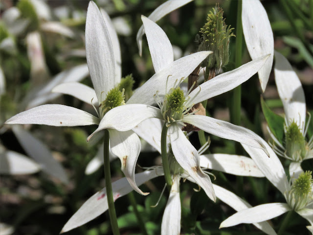 An Australian clematis (or Old Man's Beard if you like) that doesn't climb - the Shrubby Clematis from Tasmania.

#TalkingPlants

talkingplants.blogspot.com/2023/02/shrubb…