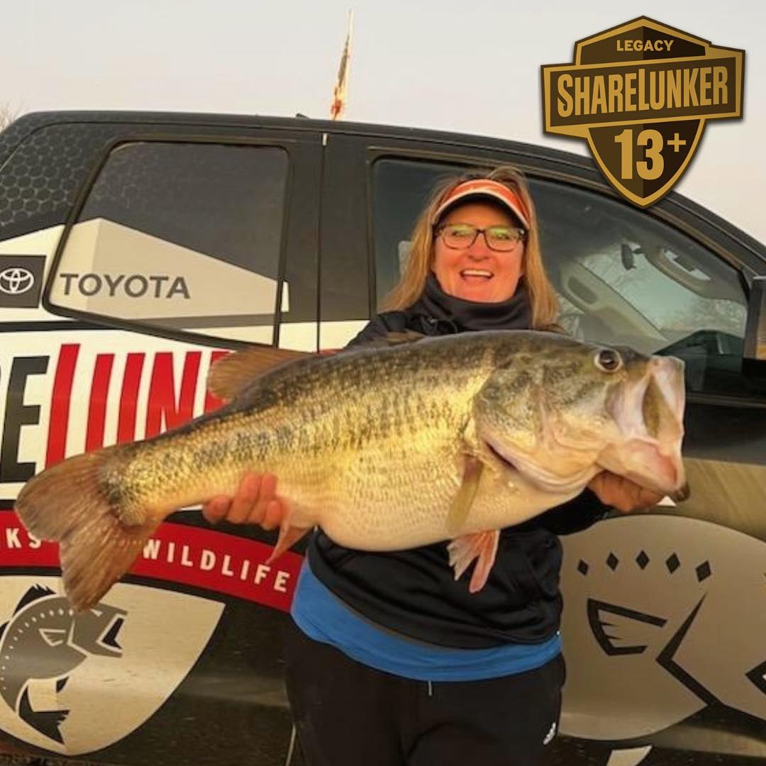 TPWDfish's tweet photo. Two days in a row with ShareLunkers being caught at O.H. Ivie. Mechelda Criswell just landed ShareLunker 646 weighing in at 14.08 pounds. Congratulations, Mechelda and thank you for your contribution to bigger, better bass in Texas.

#biggerbetterbass
#sharelunker https://t.co/LBWGfqdbgh