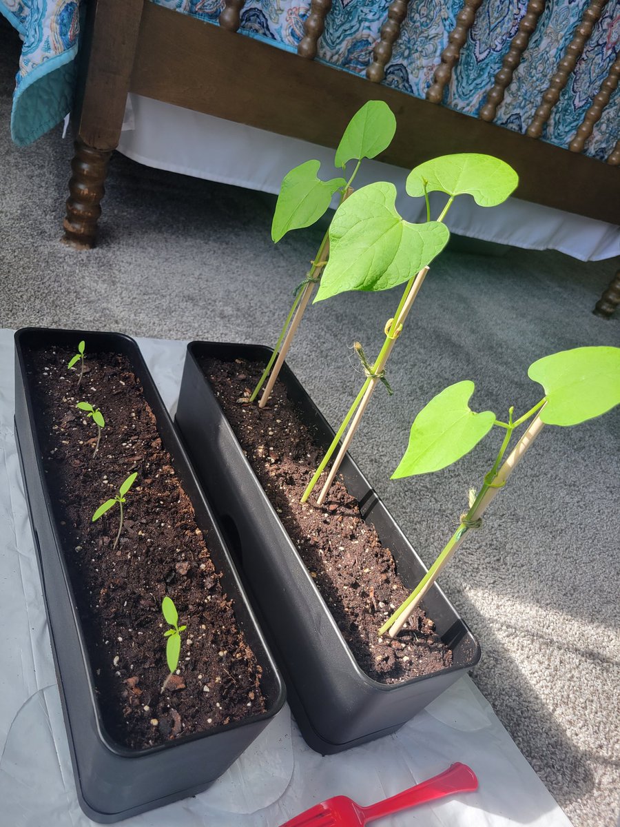 [ 2/27/2023 ] 💚 My self-care &amp; mental health has slipped a bit, but I am showing myself patience, &amp; putting more importance on my well-being again; my sprouts are going strong.  First 2 plant photos are a week after planting, &amp; last is 2 weeks progress!