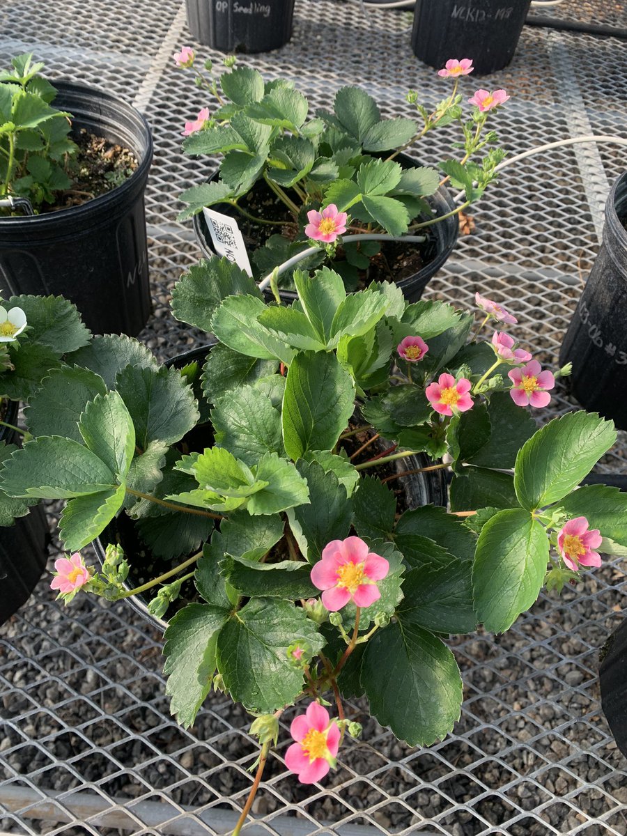 brianna ♡ tweet media