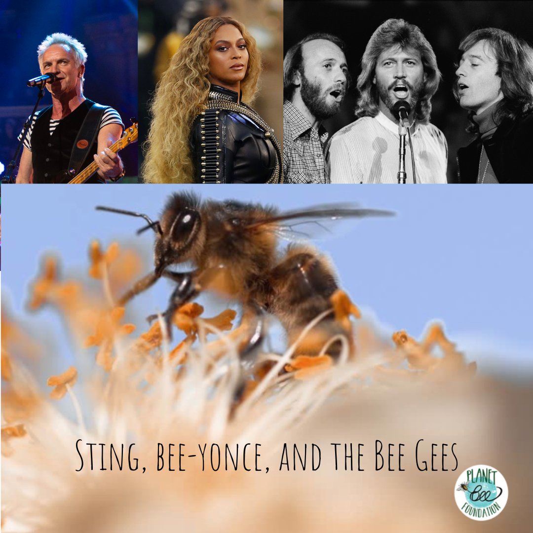 Happy Monday! We have another joke to get your week started off right 🐝

#jokes #beesofinstagram #protectthebees #wildlife #bees #beesknees #pollinators #protectpollinators
