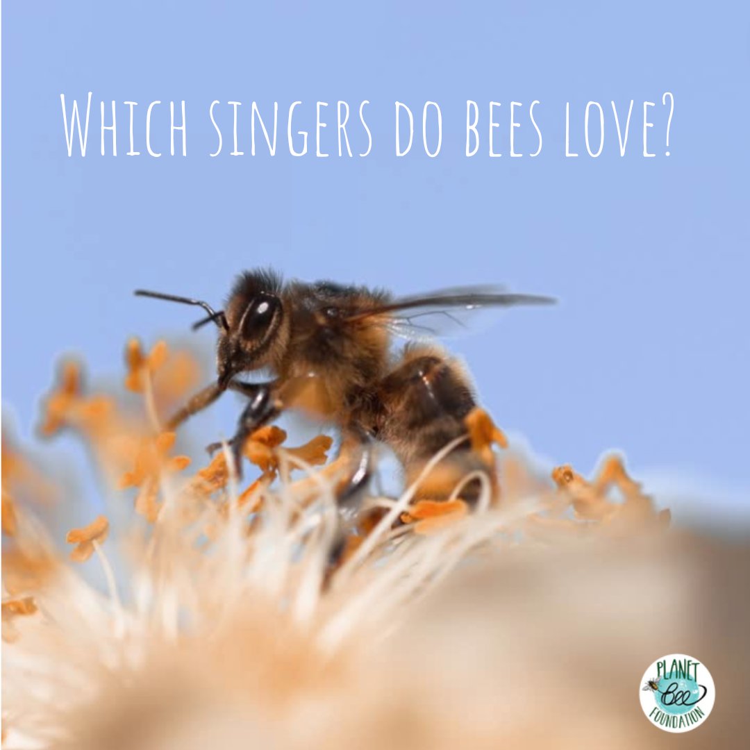 Planet Bee tweet media