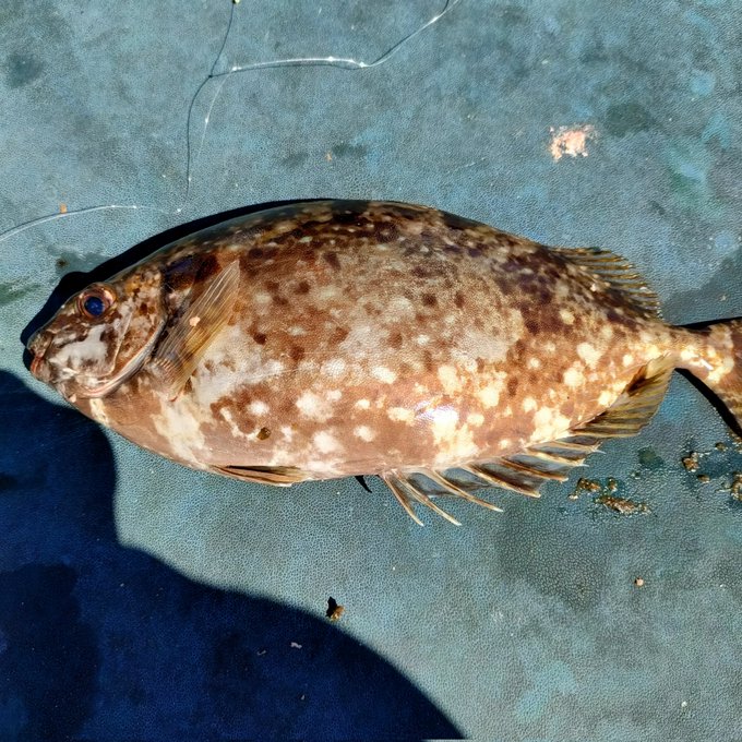 後輩が釣りました 