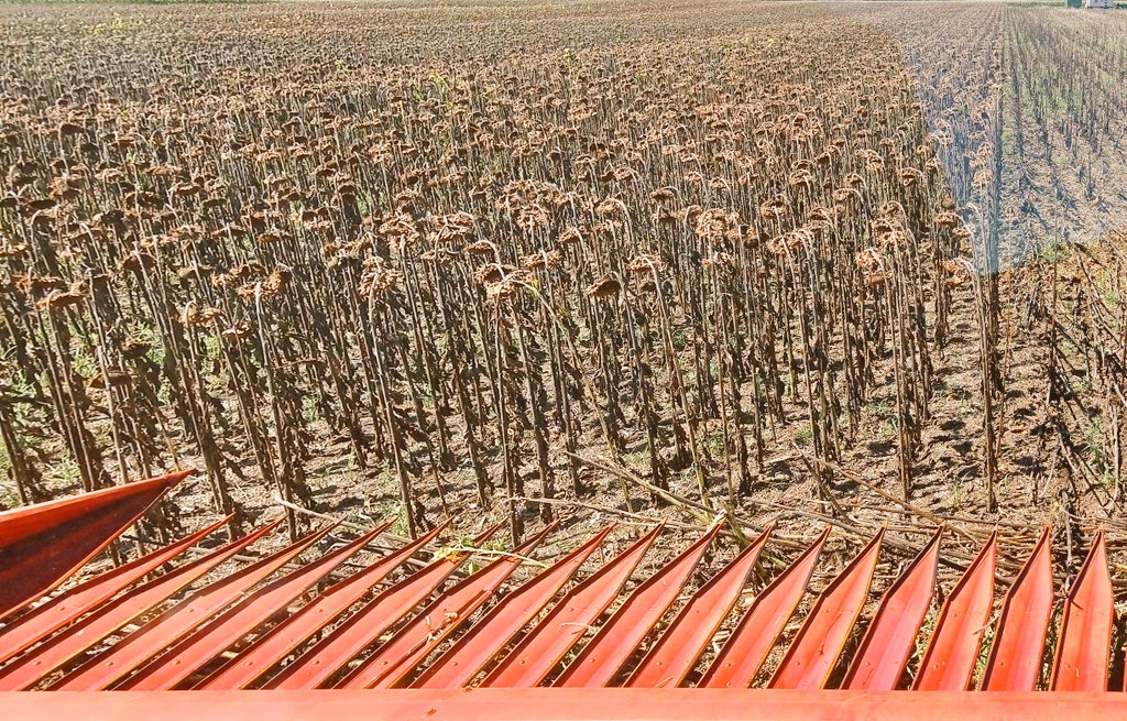 AapreMDQFangio's tweet photo. #Girasol #RedTematica @aapresid @AapresidFangio.  #CosechaHoy. 2500 a 3500 kg/ha. Sitio #BellamarEstancias.  Y falta aún #MateriaGrasa. #Oilseeds. Gracias @muise_sergio. #JuntosSabemosMas https://t.co/LZNXynXmKk