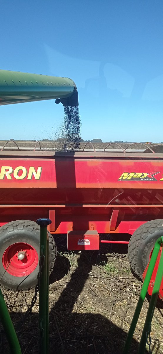 #Girasol #RedTematica <a href="/aapresid/">Aapresid</a> @AapresidFangio.  #CosechaHoy. 2500 a 3500 kg/ha. Sitio #BellamarEstancias.  Y falta aún #MateriaGrasa. #Oilseeds. Gracias <a href="/muise_sergio/">Sergio Muise</a>. #JuntosSabemosMas