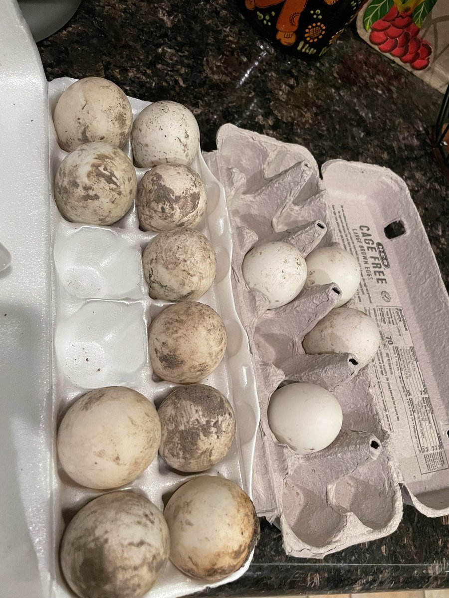 blakeberryMD's tweet photo. @guarnaschelli @gzchef @KatieLeeKitchen @JeffMauro @SunnyAnderson @bflay  So I have a bunch of fresh Duck eggs from a friend who raises them…what can I do to use them up?? Already made breakfast tacos and fresh pasta with them! https://t.co/Kcb9dkCnm6