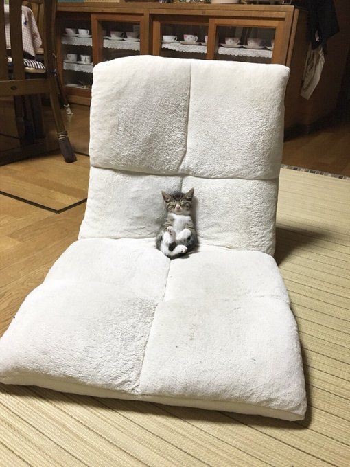 cats being weird little guys 👅 (@weirdlilguys) on Twitter photo 