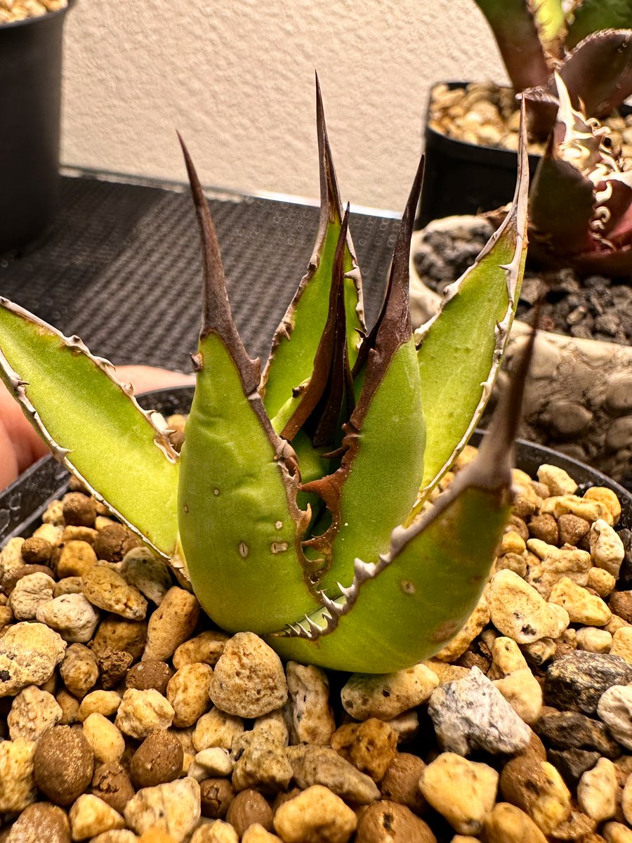 FKGS_2017's tweet image. 暖かくなって先週あたりからスイッチ入った子がちらほらいますね。

#アガベ
#ホリダ