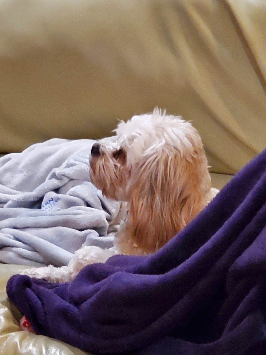 Buddy the dog is enjoying "The Man Who Shot Liberty Valance" on @TCM