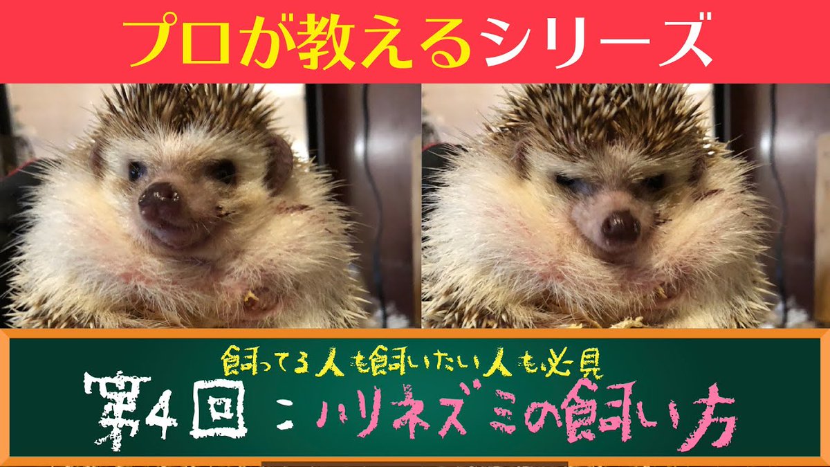 星とハリネズミ