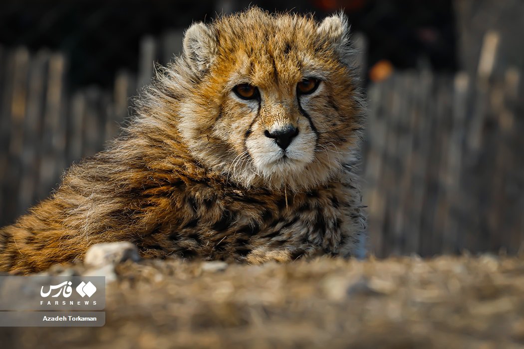 chelseahartisme's tweet photo. Pirouz, the only survivor of three Asiatic Cheetah cubs born in captivity, famously featured in Shervin Hajipour’s song “Baraye” as the pride of Iran and a last hope for his species, has passed after acute kidney failure.

Pirouz’s mother is still able to be pregnant, and there are currently three females left of the species. The Islamic Republic has unfortunately jailed conservationists, which creates unnecessary difficulties for reviving the unique species. @peta and other animal rights groups must unite behind efforts to sustain the species while we still have a chance to save it. Release these crucial scientists immediately.

The species once roamed all the way from the Arabian peninsula to the Indian Subcontinent. The only remaining individuals left in the entire world are in Iran, dependent on scientists who are being tortured in jail as we speak. Outrageous.

infographic by @iranianknows 

#WalkoutIRI #IRGCterrorists