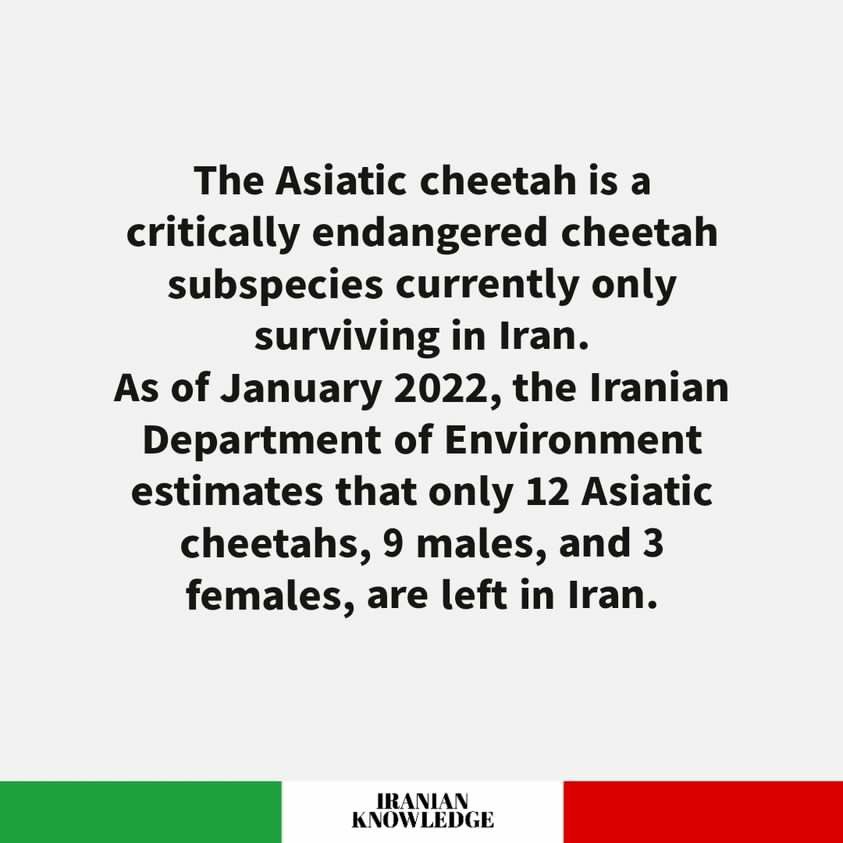 Pirouz, the only survivor of three Asiatic Cheetah cubs born in captivity, famously featured in Shervin Hajipour’s song “Baraye” as the pride of Iran and a last hope for his species, has passed after acute kidney failure.

Pirouz’s mother is still able to be pregnant, and there