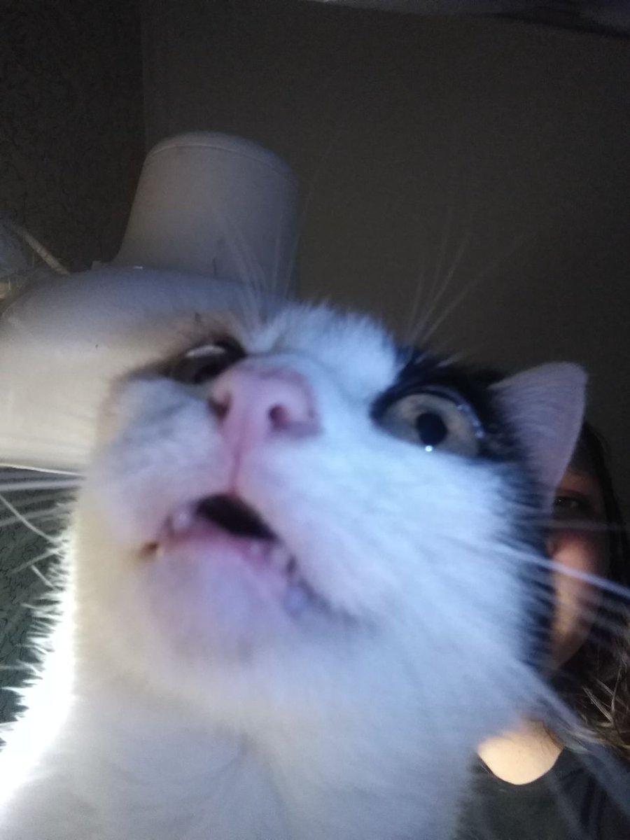 _Yumy_chan_'s tweet photo. @psycho__cats Люблю её, но она не любит фотографироваться https://t.co/U2fc2BthGw
