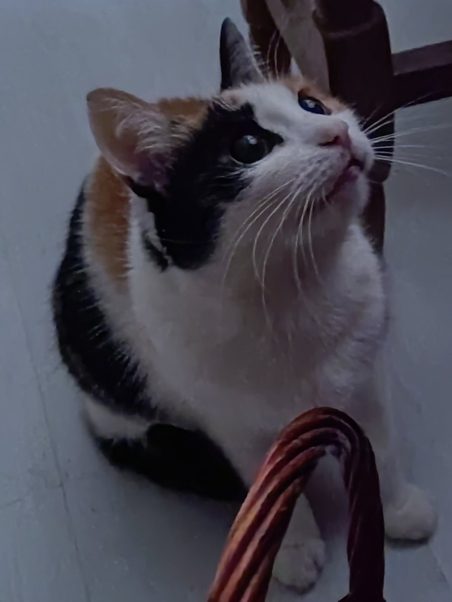 _Yumy_chan_'s tweet photo. @psycho__cats Люблю её, но она не любит фотографироваться https://t.co/U2fc2BthGw